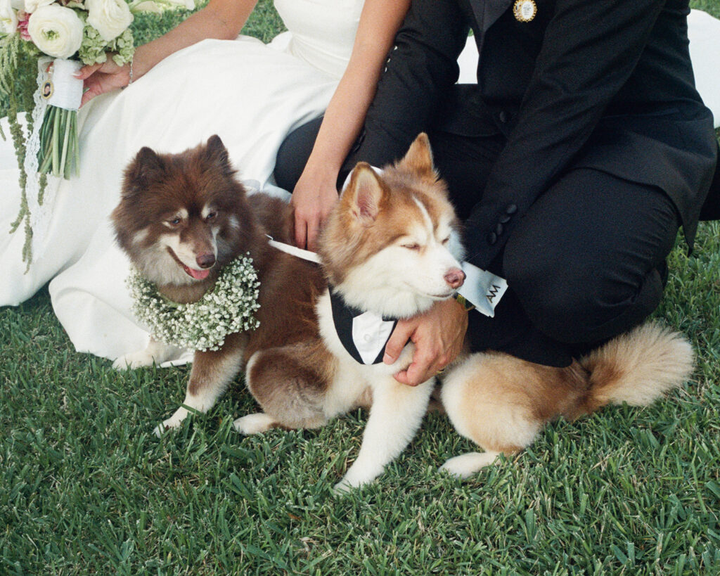two dogs with a flower crown and tux for the wedding day
