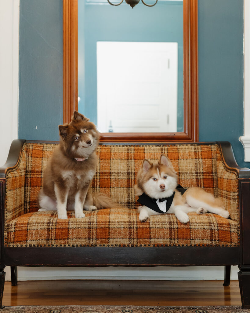 bride and groom's dogs