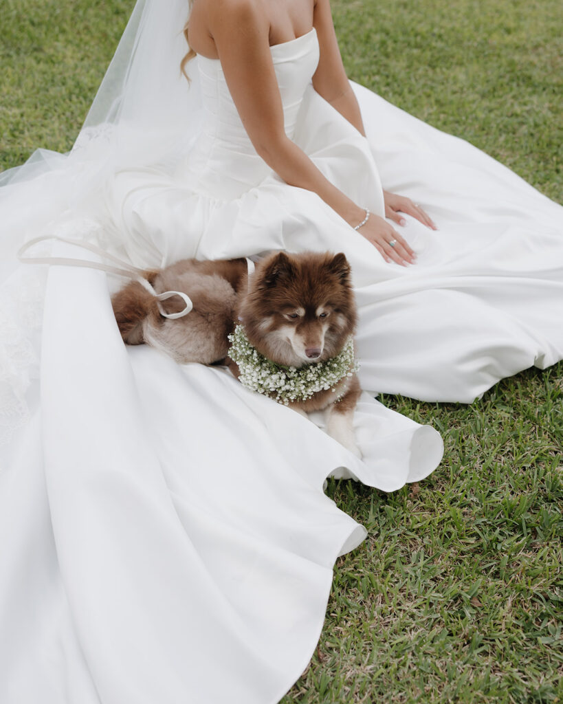 dog sits on the bride's wedding dress